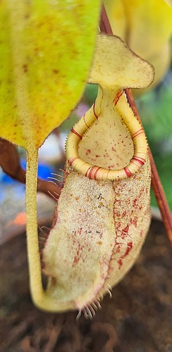 Nepenthes spectabilis - nepenthes,