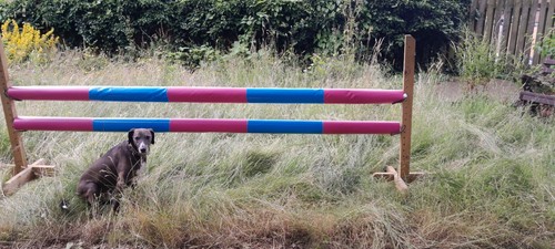 Equestrian horse jump pole - equestrian,