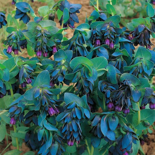 Thompson morgan cerinthe - &,