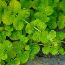 Lysimachia 'Creeping Jenny'