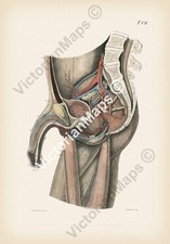 Antique anatomy human body section genitals penis phallus 1807 art print poster