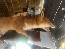 Fox Cub Taxidermy Full Body