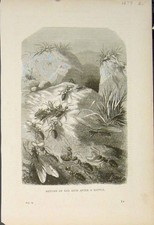 Original Old Antique Print Red Ant Ants Battle Insect Fine Art