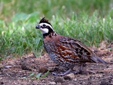 12 Northern Bobwhite quail