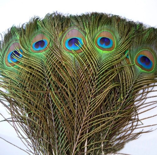 Peacock feathers real tail - feathers,