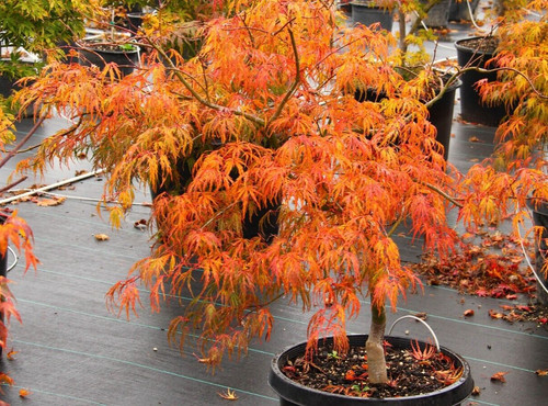 Acer tree orange - acer, lace