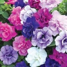 6 Scented Double Trailing