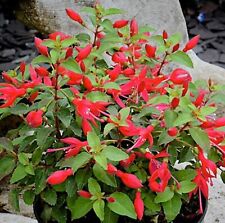 Fuchsia Plug Plants Garden Chilli Red Flowers Perennial Hardy Bushy, Pack of 3