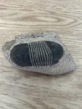 Trilobite Fossil