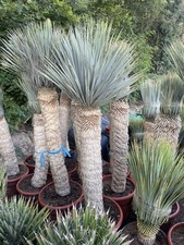 yucca rostrata 160-180 Height 45L Pot ￼ very hardy for UK weather 30 available