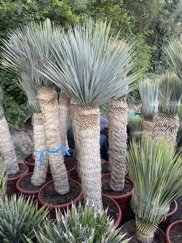Yucca rostrata 160 - rostrata, height