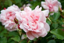 Climbing Rose - ALBERTINE -