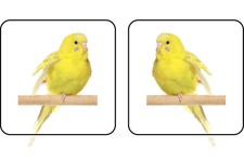 20 Yellow Budgie Bird stickers