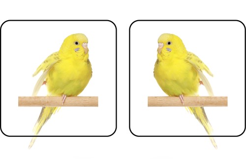 Yellow budgie bird stickers - 20,