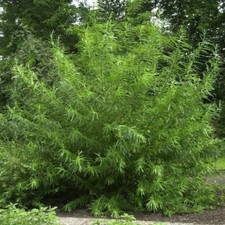 5 Common Osier Willow 3-4ft
