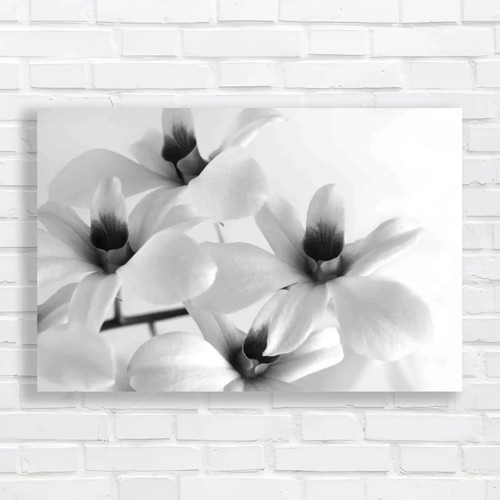 Stunning orchids beautiful - orchids,