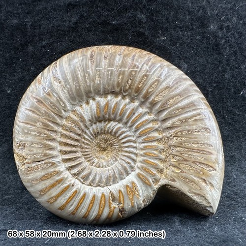 Fossilised perisphinctes