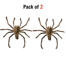 2 Real Tarantula Spider Insect