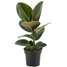 Ficus Robusta Indoor Rubber Plant Houseplant for Home or Office Plants in Pot