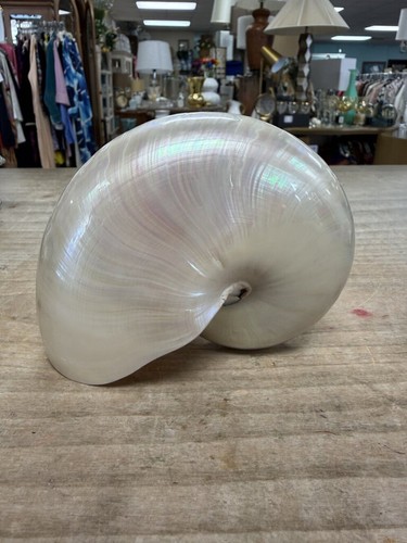 Pearlized nautilus shell - pearlized,