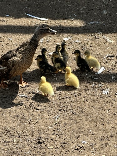 Call duck miniature - 12,
