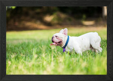 Puppy French Bulldog On Gr