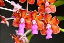 Rare Vanda limbata orchid plant  FS , not in bloom