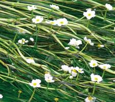 LARGE BUNCH  WATER CROWFOOT UK NATIVE POND OXYGENATING POND WEED AQUARIUM FISH 
