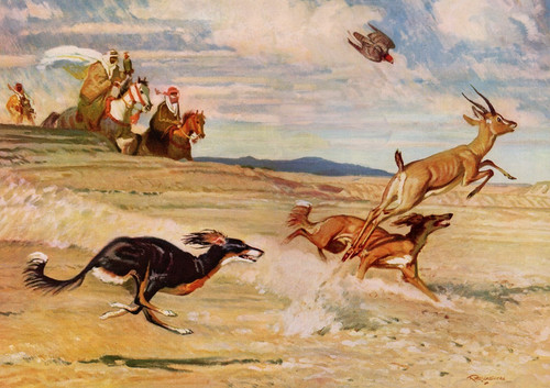Saluki dog greeting - dog,