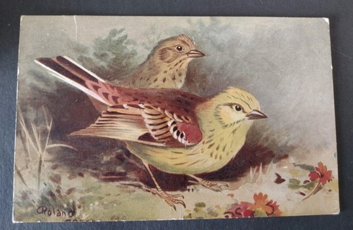 Bird postcard yellow hammer - bird,