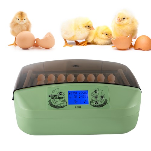 Eggs incubator temperature - 32,