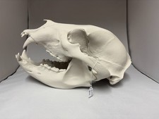 Replica animal skull Black