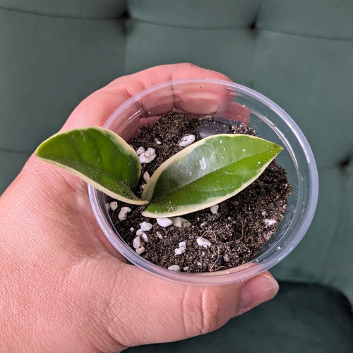 Hoya carnosa krimson queen - 'krimson, queen'