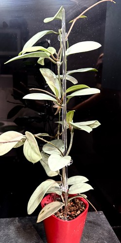 Very rare hoya wilbur - rare,