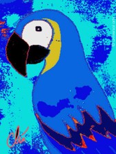 JACQUELINE DITT - Blue Parrot