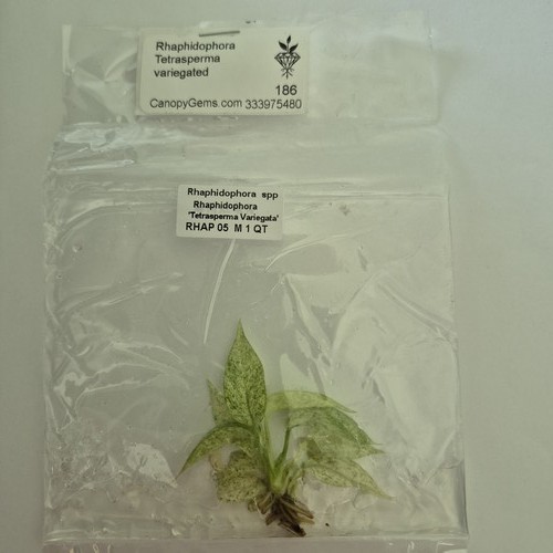 Rhaphidophora tetrasperma - rhaphidophora,