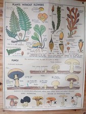 Large Vintage School Anatomy Poster Wall Chart Fungi Trees Oak Plants 2 Sided