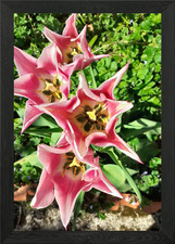 tulip bi colored Framed Wall