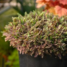 Leptinella platts black plant