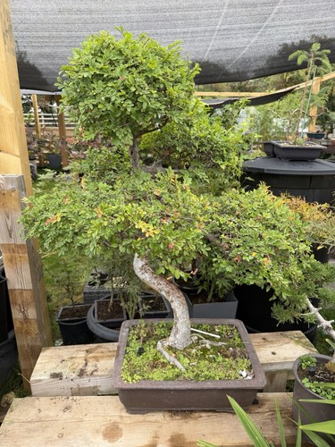 Large chinese elm bonsai - chinese,