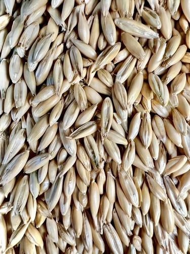 Whole corn 2kg - corn, wild