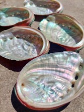 1x SALE Large Abalone Shell