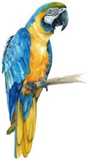Colour Blue Macaw Parrot Bird