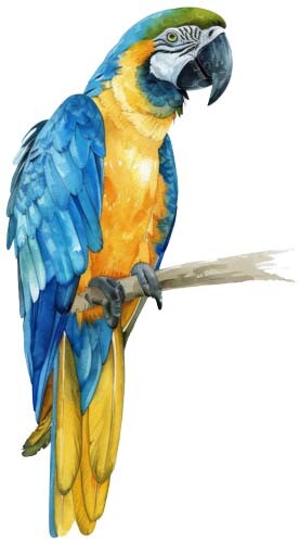 Colour blue macaw parrot - colour, bird