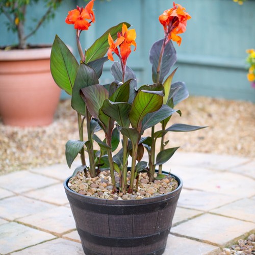 Canna generalis cannova - canna, x