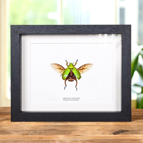 Ruteline scarab taxidermy - ruteline,