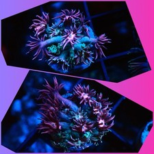 SHA Rainbow Goniopora FRAG LPS