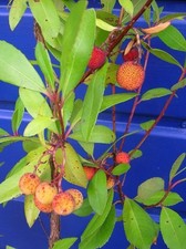 XL 2-3ft Strawberry Tree