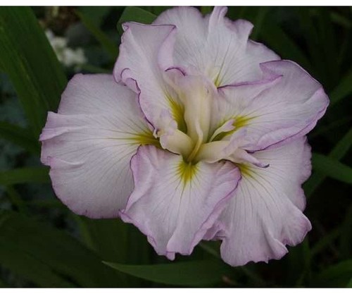 Iris ensata lady waiting - iris, in