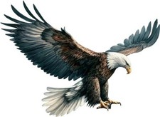 Colourful Hunting Eagle Bird